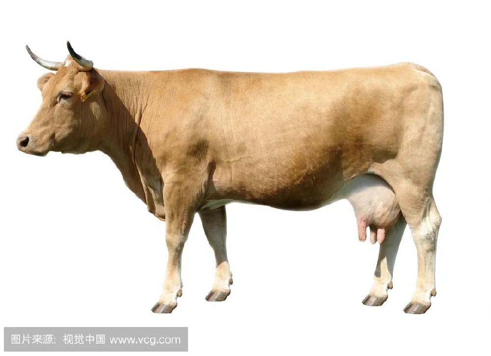 执业兽医微生物速记口诀