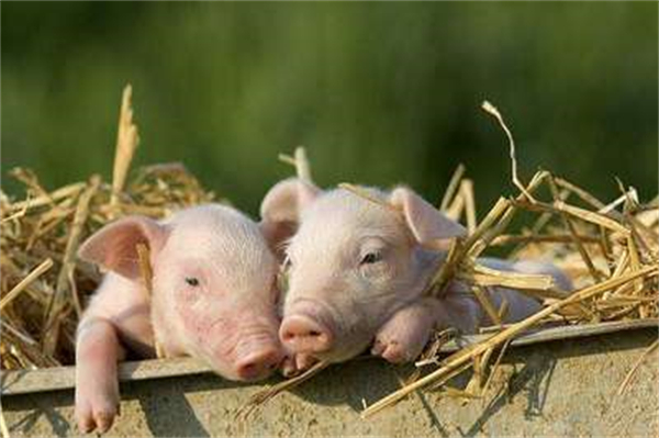 猪人工输精过程中有哪些注意事项，你都了解吗?
